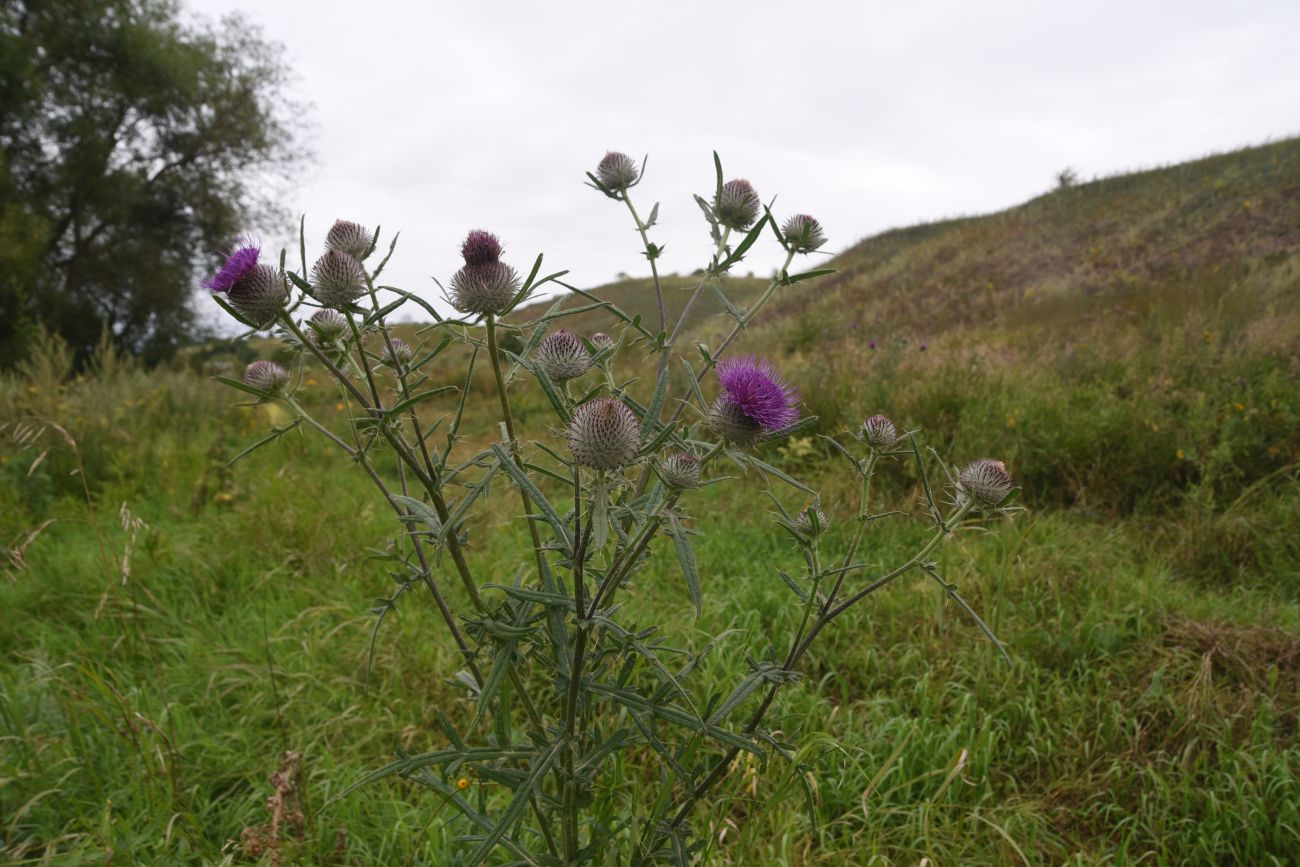 Изображение особи Cirsium polonicum.