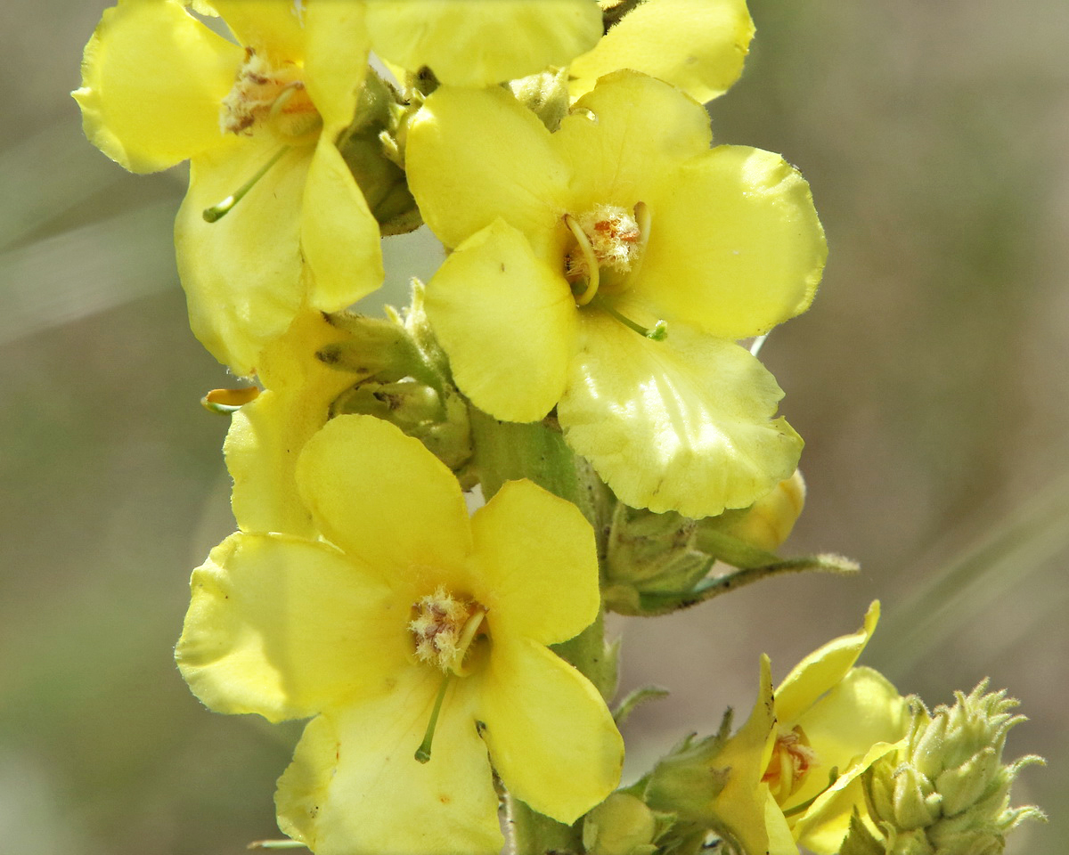 Image of Verbascum densiflorum specimen.