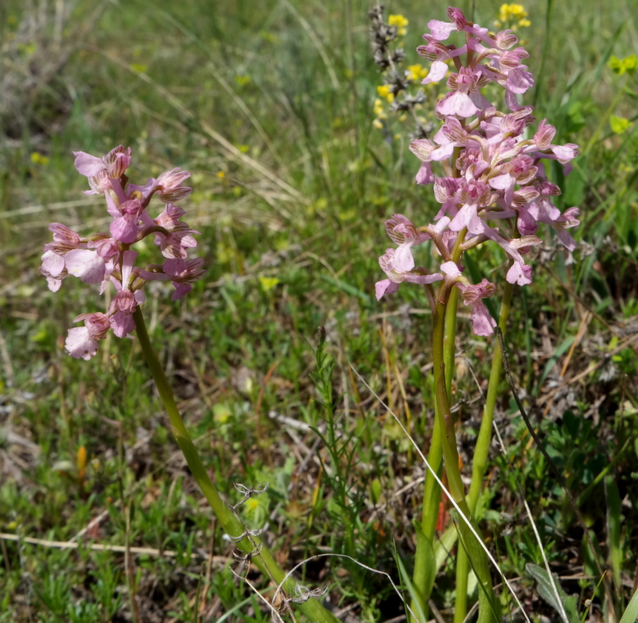 Изображение особи Anacamptis morio ssp. caucasica.