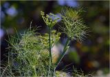 Foeniculum vulgare