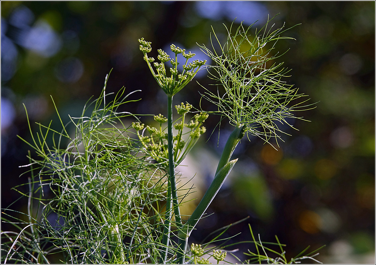 Image of Foeniculum vulgare specimen.