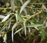 genus Salix. Листья. Липецкая обл., Данковский р-н, окр. устья руч. Дубочки, правый берег р. Дон. 31 июля 2024 г.