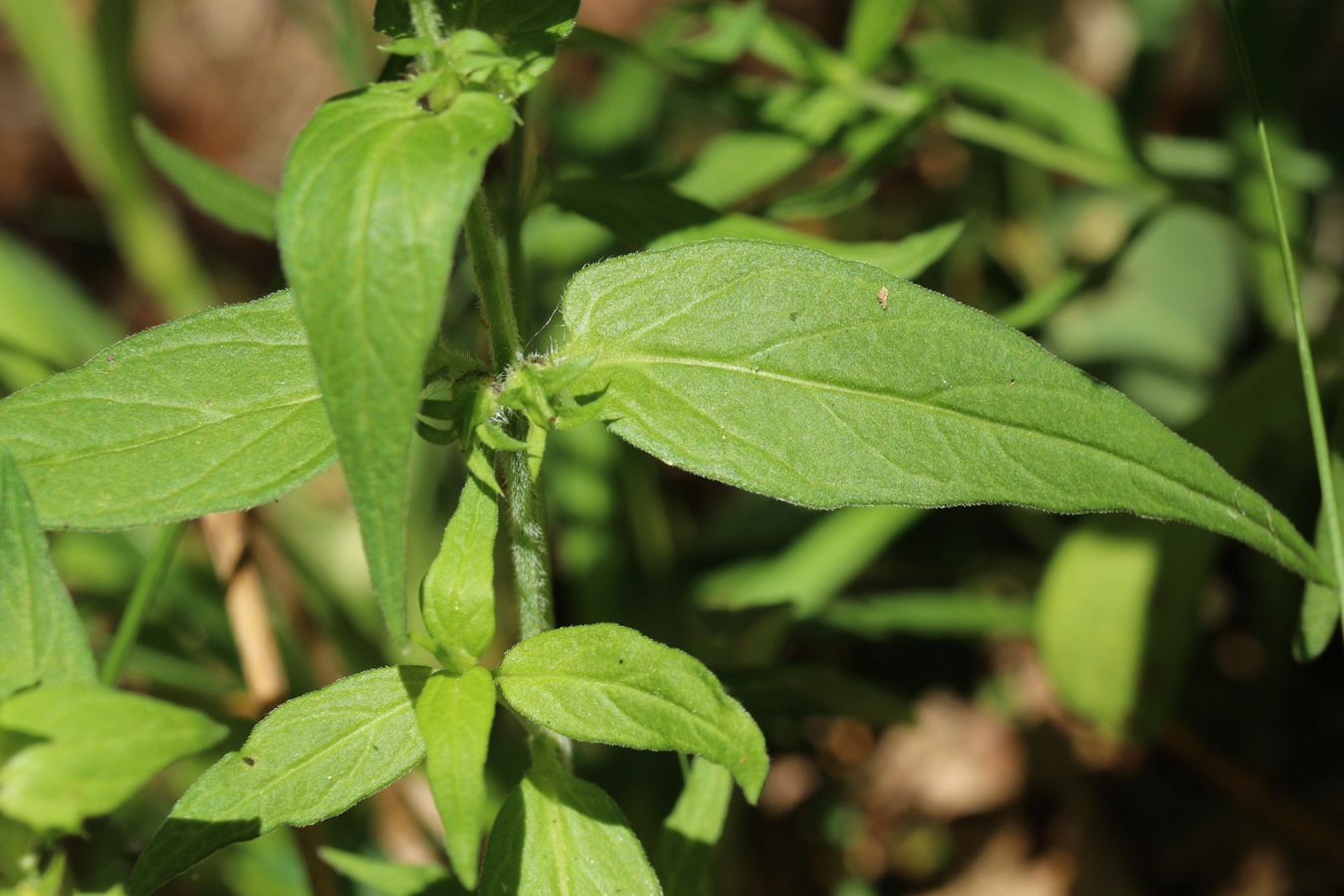 Изображение особи Melampyrum nemorosum.