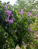 Lagerstroemia speciosa. Ветви цветущего дерева. Китай, провинция Гуандун, г. Гуанчжоу, в культуре. 27.05.2024.