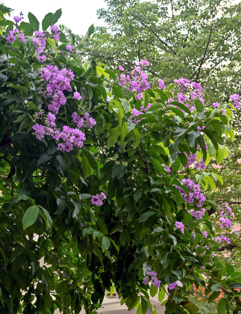 Image of Lagerstroemia speciosa specimen.