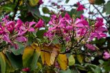 Bauhinia variegata. Верхушка ветви с цветками и повреждёнными листьями. Китай, Гуанси-Чжуанский автономный р-н, г. Яншо, в культуре. 31.05.2024.