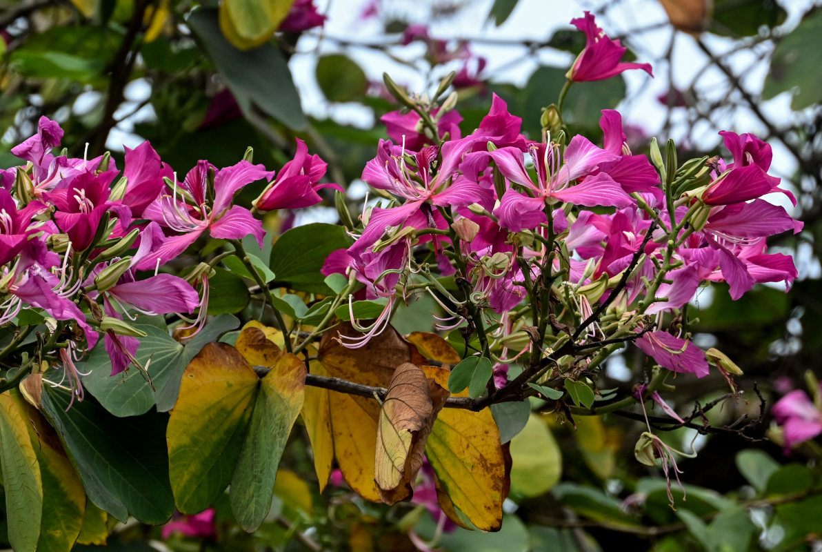 Image of Bauhinia variegata specimen.