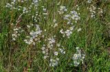 Erigeron annuus. Цветущие растения. Московская обл., Одинцовский гор. округ, окр. г. Звенигород, луг. 18.08.2024.