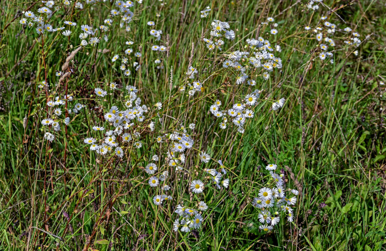 Image of Erigeron annuus specimen.