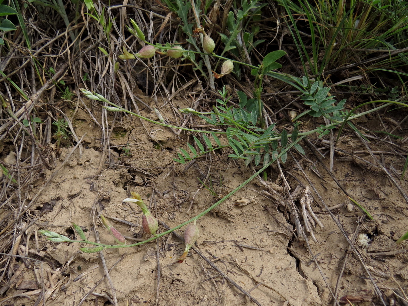 Image of Astragalus xanthomeloides specimen.