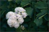 Thalictrum aquilegiifolium. Соцветие и листья. Тульская обл., пос. Дубна, выращен на дачном участке из семян, собранных в мелколиственном лесу в окр. дер. Ясеновое Дубенского р-на. 10.06.2010.