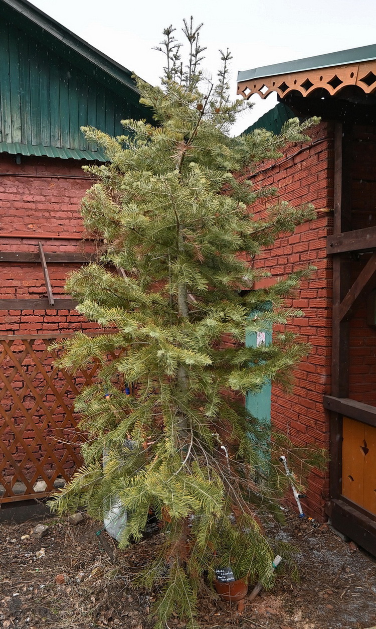 Изображение особи Abies concolor.