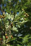 Crataegus monogyna. Часть ветви с незрелыми плодами (видна абаксиальная поверхность листьев). Псковская обл., дер. Изборск, опушка леска у дороги. 18.08.2024.