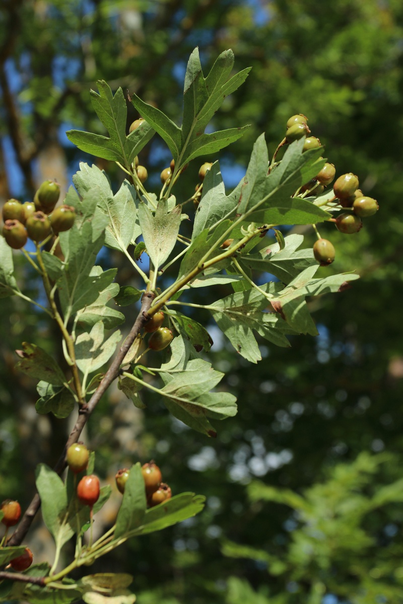 Изображение особи Crataegus monogyna.