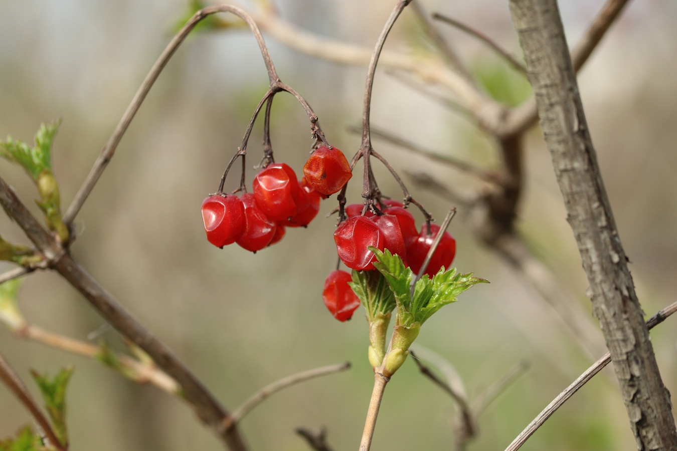 Image of Viburnum opulus specimen.