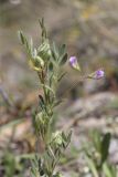 View full-size image Lens orientalis