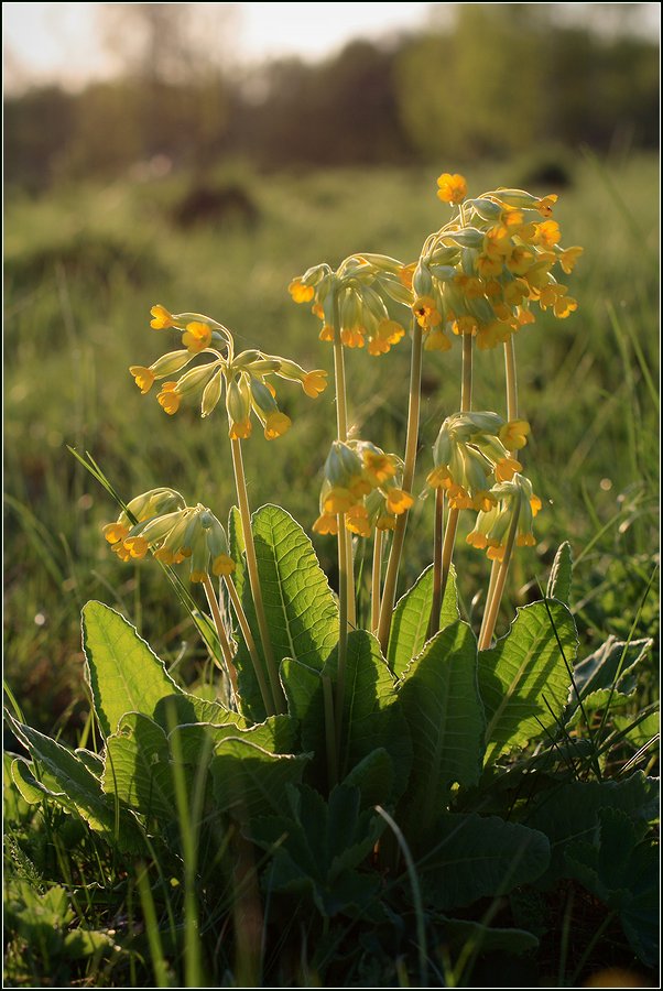 Image of Primula veris specimen.