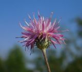 View full-size image Jurinea thyrsiflora