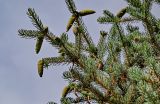 View full-size image Picea meyeri