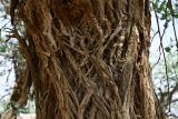 View full-size image Populus pruinosa