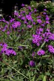 Смотреть изображение Verbena rigida