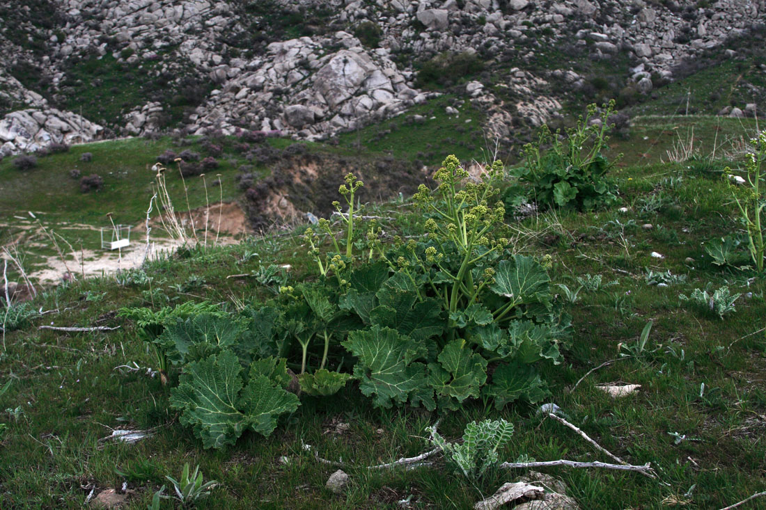 Image of Crambe kotschyana specimen.