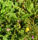 View full-size image Succisa pratensis