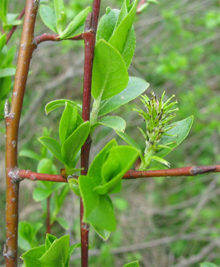 Image of Salix starkeana specimen.