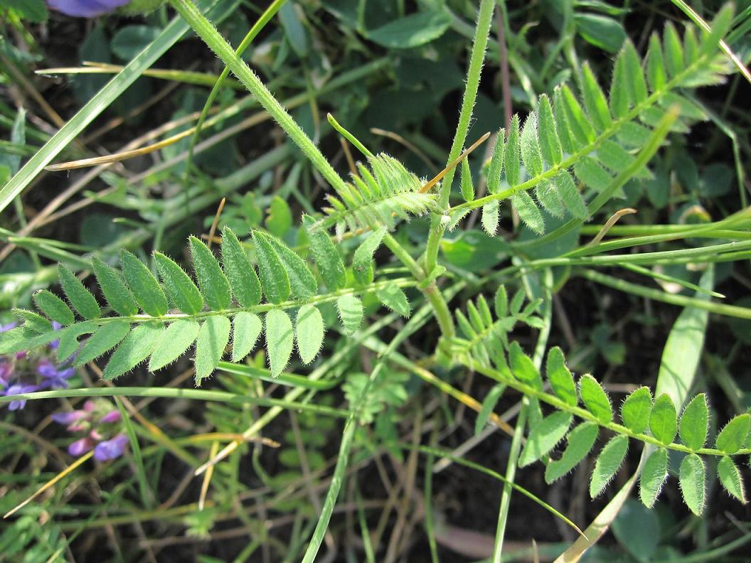 Image of Astragalus danicus specimen.