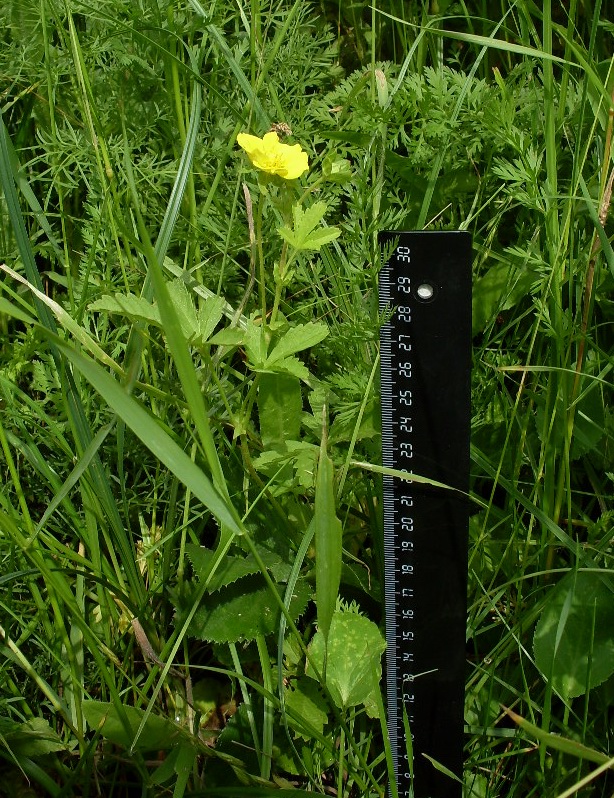 Image of Potentilla reptans specimen.