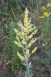 Verbascum lychnitis