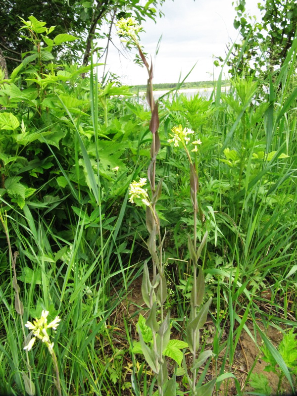 Изображение особи Turritis glabra.