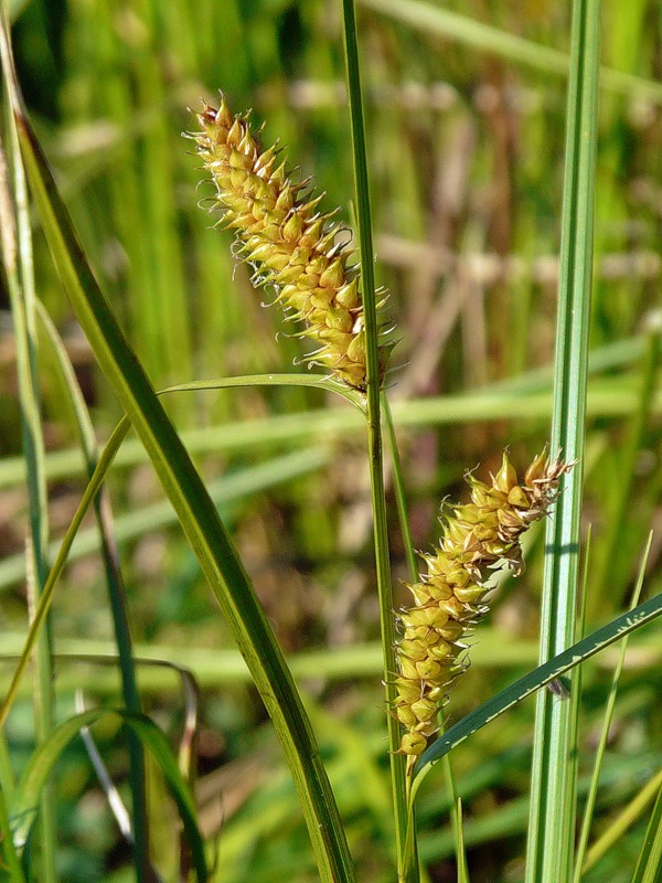 Image of Carex vesicaria specimen.