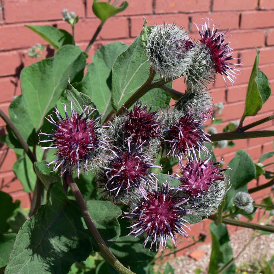 Изображение особи Arctium tomentosum.