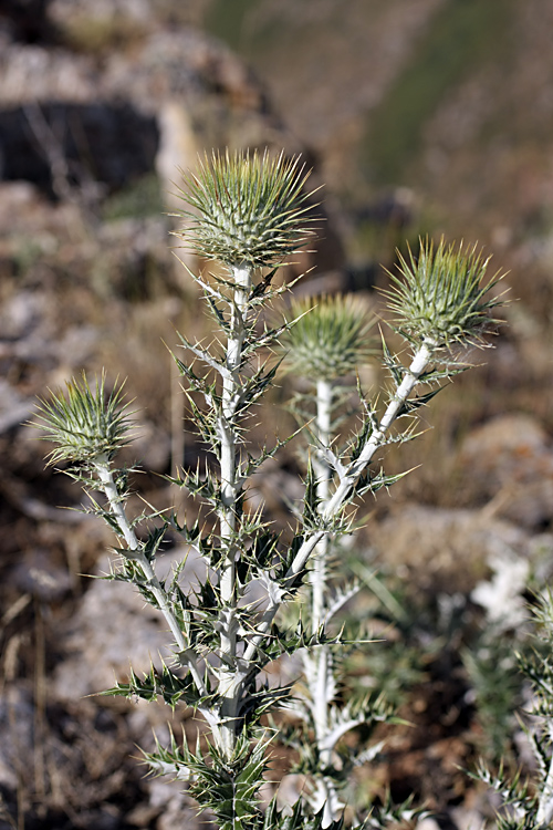 Image of Olgaea pectinata specimen.