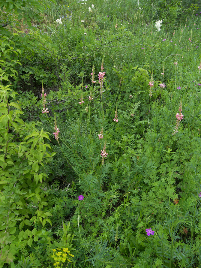 Изображение особи Onobrychis inermis.