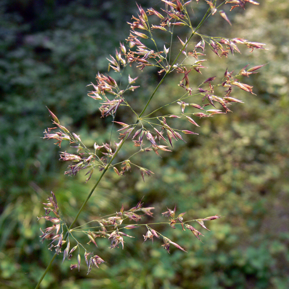 Image of Calamagrostis arundinacea specimen.
