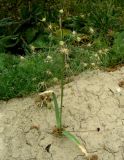 Allium cristophii. Плодоносящее растение. Копетдаг, Чули. Конец мая 2011 г.