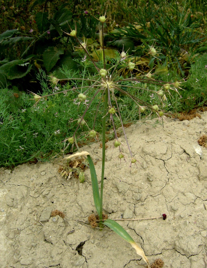 Изображение особи Allium cristophii.