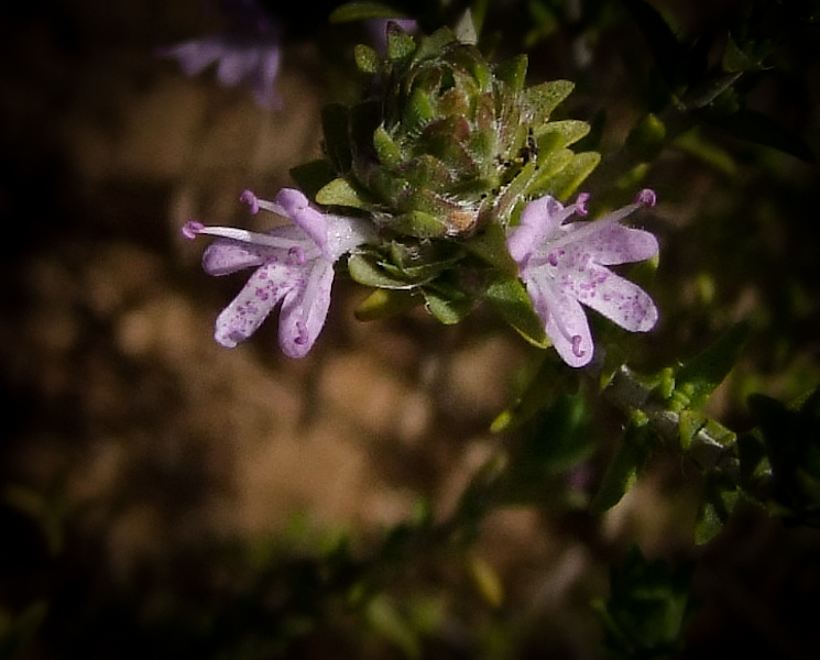 Image of Thymbra capitata specimen.