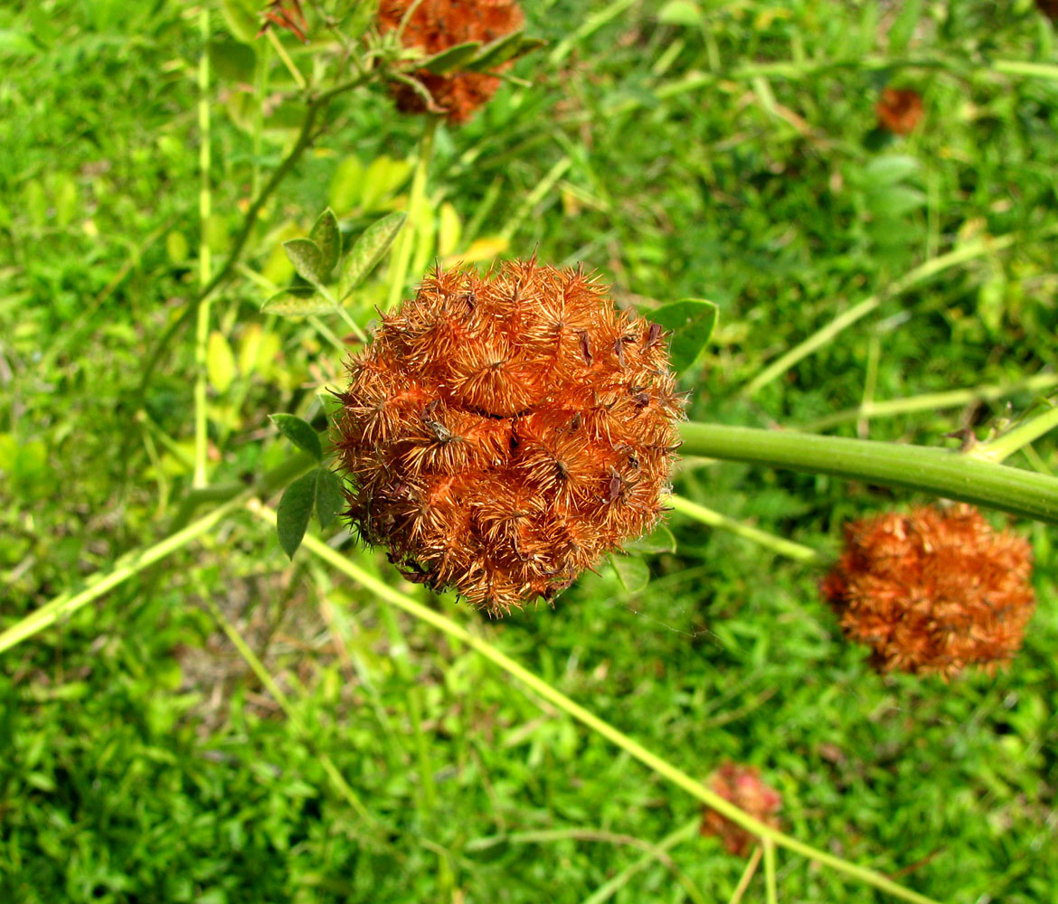 Image of Glycyrrhiza echinata specimen.