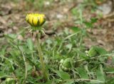 Taraxacum tenuilobum. Расцветающее растение. Краснодарский край, Кущёвский р-н, станица Шкуринская, палисадник. 18.04.2012.