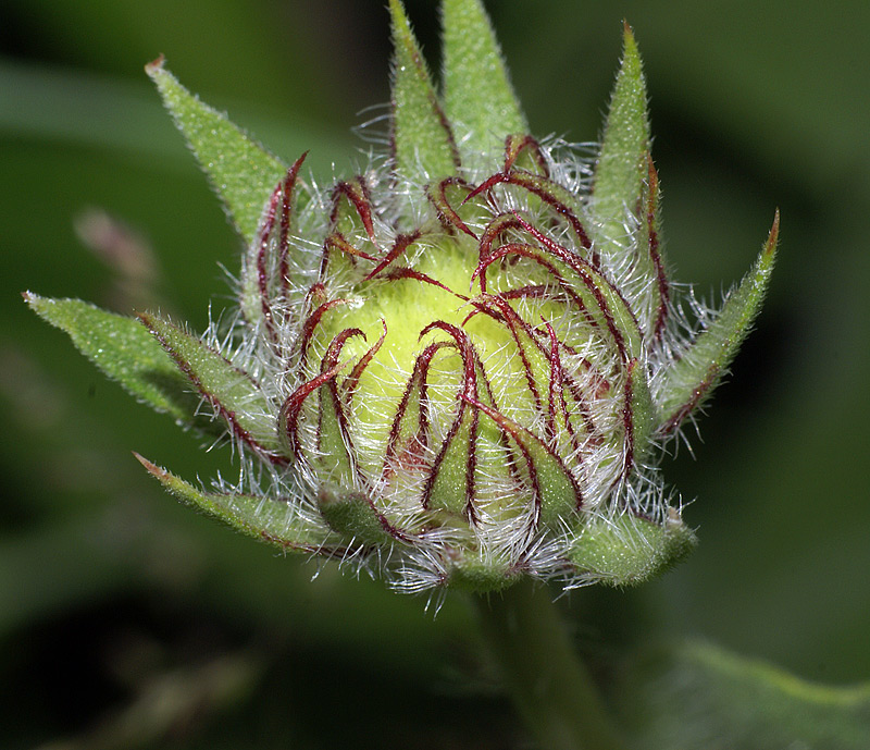 Image of Rudbeckia hirta specimen.