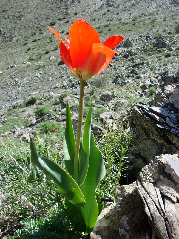 Image of Tulipa affinis specimen.