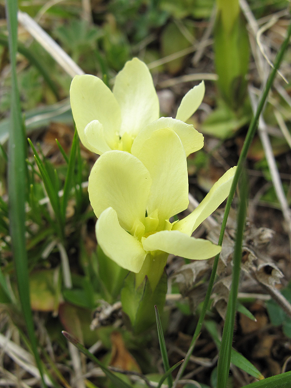 Изображение особи Gentiana oschtenica.