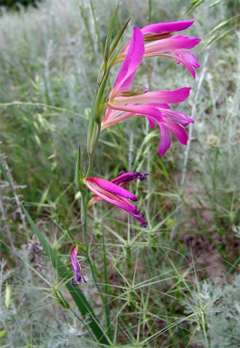 Image of Gladiolus italicus specimen.