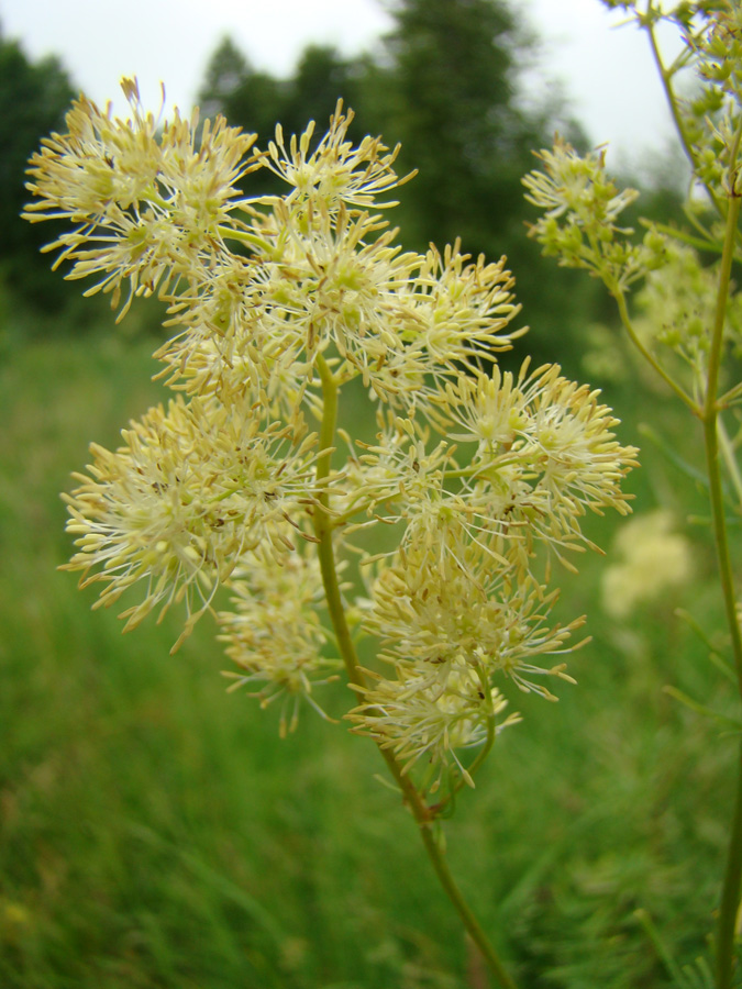 Изображение особи Thalictrum lucidum.