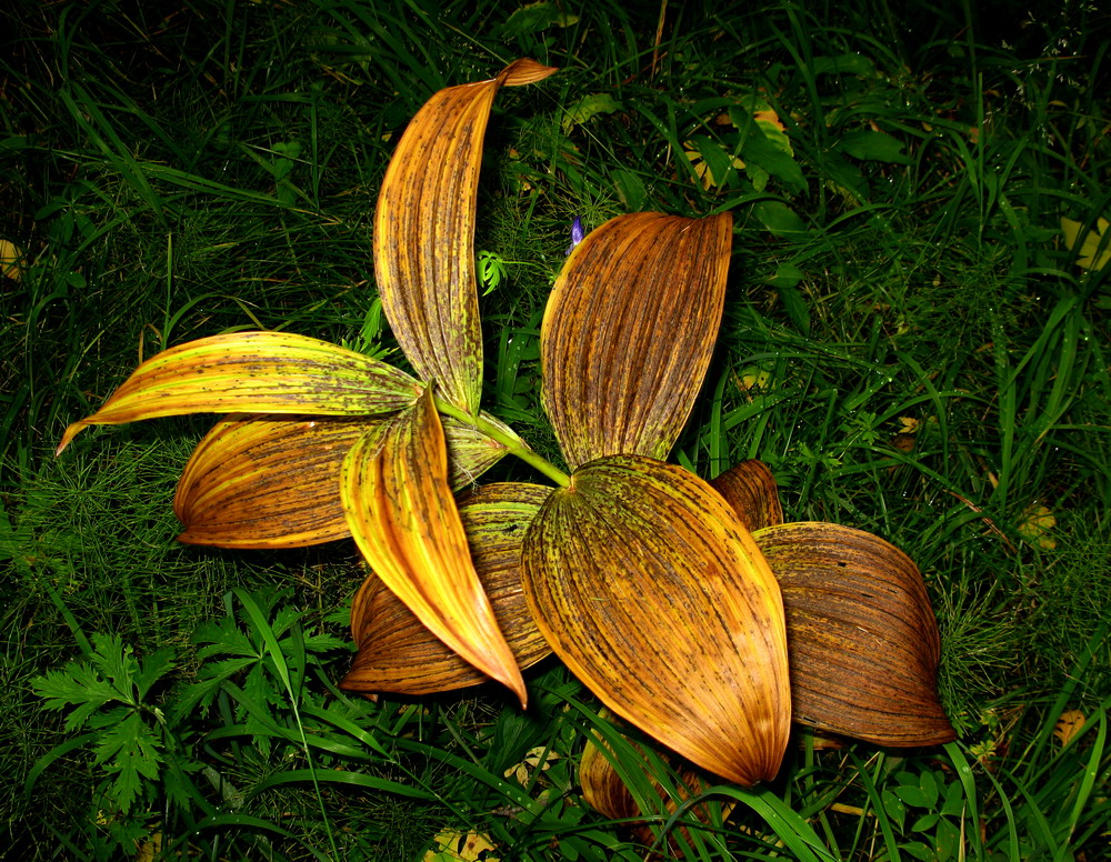 Image of Veratrum lobelianum specimen.