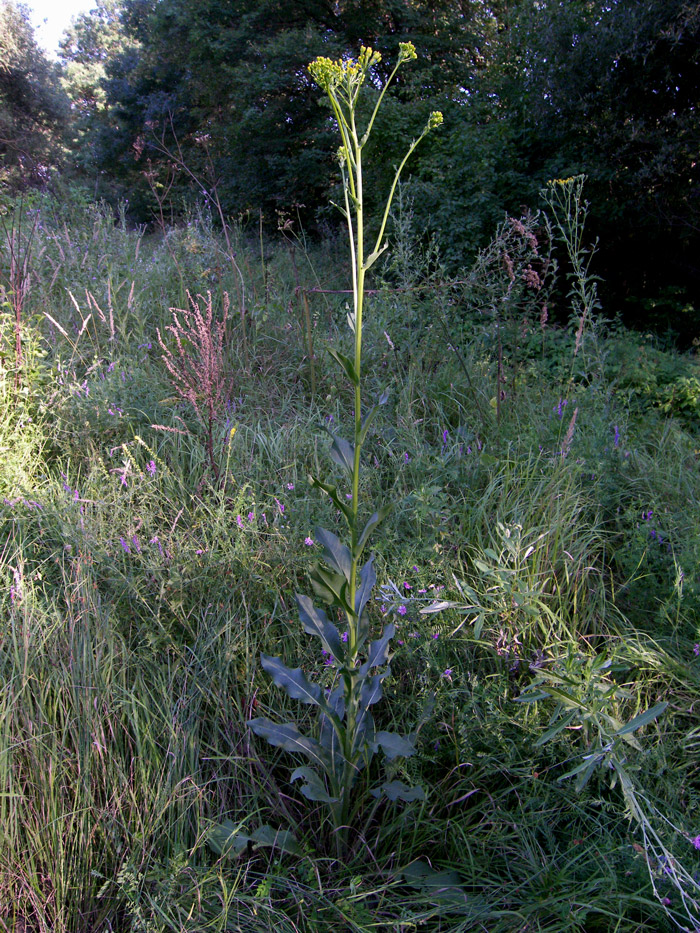 Image of Senecio macrophyllus specimen.