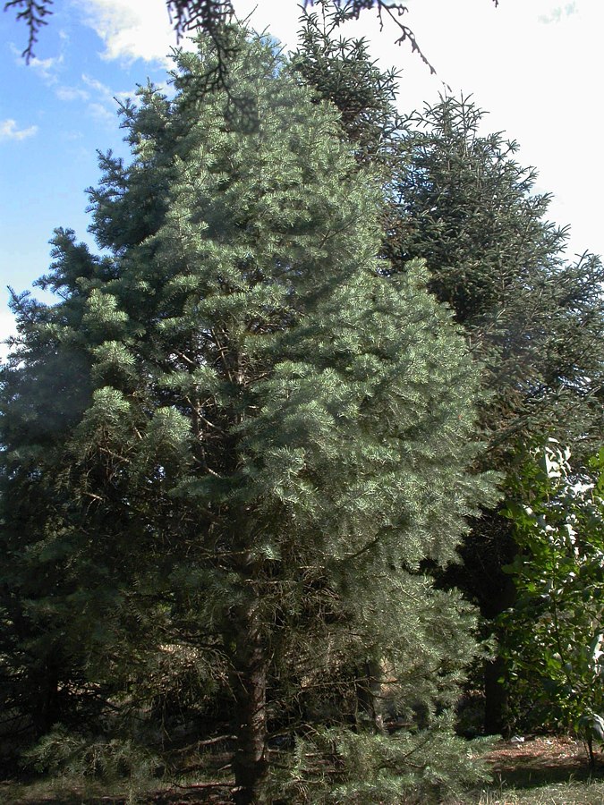 Image of Abies concolor specimen.